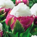tulipa-tulipan-pelny-lodowy-ice-cream-30-sztpromocja!!!-bulwy-cebule-klacza-nasiona.jpg