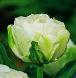 tulipa-tulipan-pelny-lodowy-maureen-double-30-sztpromocja!!!-bulwy-cebule-klacza-nasiona.jpg