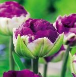 tulipa-tulipan-pelny-lodowy-negrita-double-30-sztpromocja!!!-bulwy-cebule-klacza-nasiona.jpg