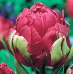 tulipa-tulipan-pelny-lodowy-renown-unique-30-sztpromocja!!!-bulwy-cebule-klacza-nasiona.jpg