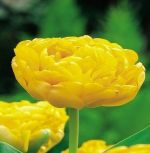 tulipa-tulipan-pelny-monte-carlo-50-sztpromocja!!!-bulwy-cebule-klacza-nasiona.jpg