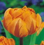 tulipa-tulipan-pelny-orange-princess-50-sztpromocja!!!-bulwy-cebule-klacza-nasiona.jpg