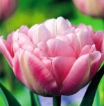 tulipa-tulipan-pelny-peach-blossom-50-sztpromocja!!!-bulwy-cebule-klacza-nasiona.jpg