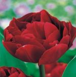 tulipa-tulipan-pelny-uncle-tom-50-sztpromocja!!!-bulwy-cebule-klacza-nasiona.jpg
