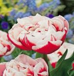 tulipa-tulipan-pelny-wirosa-50-sztpromocja!!!-bulwy-cebule-klacza-nasiona.jpg