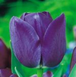 tulipa-tulipan-pojedynczy-pozny-blue-aimable-50-sztpromocja!!!-bulwy-cebule-klacza-nasiona.jpg
