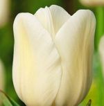 tulipa-tulipan-pojedynczy-pozny-city-of-vancouver-50-sztpromocja!!!-bulwy-cebule-klacza-nasiona.jpg