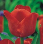 tulipa-tulipan-pojedynczy-pozny-ile-de-france-50-sztpromocja!!!-bulwy-cebule-klacza-nasiona.jpg