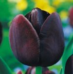 tulipa-tulipan-pojedynczy-pozny-queen-of-night-50-sztpromocja!!!-bulwy-cebule-klacza-nasiona.jpg