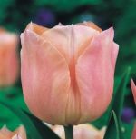 tulipa-tulipan-pojedynczy-wczesny-apricot-beauty-50-sztpromocja!!!-bulwy-cebule-klacza-nasiona.jpg