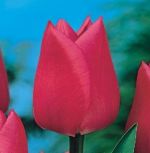 tulipa-tulipan-pojedynczy-wczesny-christmas-marvel-50-sztpromocja!!!-bulwy-cebule-klacza-nasiona.jpg