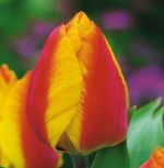 tulipa-tulipan-pojedynczy-wczesny-flair-50-sztpromocja!!!-bulwy-cebule-klacza-nasiona.jpg