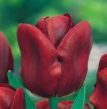 tulipa-tulipan-pojedynczy-wczesny-jan-reus-50-sztpromocja!!!-bulwy-cebule-klacza-nasiona.jpg