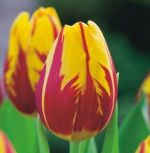 tulipa-tulipan-pojedynczy-wczesny-mickey-mouse-50-sztpromocja!!!-bulwy-cebule-klacza-nasiona.jpg