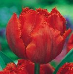 tulipa-tulipan-strzepiasty-arma-50-sztpromocja!!!-bulwy-cebule-klacza-nasiona.jpg