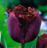tulipa-tulipan-strzepiasty-black-jewel-50-sztpromocja!!!-bulwy-cebule-klacza-nasiona.jpg