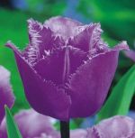 tulipa-tulipan-strzepiasty-blue-heron-50-sztpromocja!!!-bulwy-cebule-klacza-nasiona.jpg