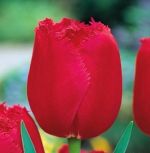 tulipa-tulipan-strzepiasty-burgundy-lace-50-sztpromocja!!!-bulwy-cebule-klacza-nasiona.jpg