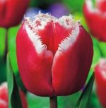 tulipa-tulipan-strzepiasty-canasta-50-sztpromocja!!!-bulwy-cebule-klacza-nasiona.jpg