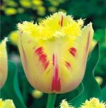 tulipa-tulipan-strzepiasty-carrousel-50-sztpromocja!!!-bulwy-cebule-klacza-nasiona.jpg