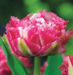 tulipa-tulipan-strzepiasty-crispion-sweet-30-sztpromocja!!!-bulwy-cebule-klacza-nasiona.jpg