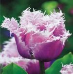 tulipa-tulipan-strzepiasty-cummins-50-sztpromocja!!!-bulwy-cebule-klacza-nasiona.jpg