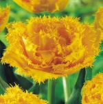 tulipa-tulipan-strzepiasty-exotic-sun-30-sztpromocja!!!-bulwy-cebule-klacza-nasiona.jpg