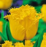 tulipa-tulipan-strzepiasty-hamilton-50-sztpromocja!!!-bulwy-cebule-klacza-nasiona.jpg