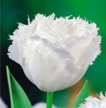 tulipa-tulipan-strzepiasty-honey-moon-50-sztpromocja!!!-bulwy-cebule-klacza-nasiona.jpg