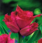 tulipa-tulipan-strzepiasty-jetfire-50-sztpromocja!!!-bulwy-cebule-klacza-nasiona.jpg