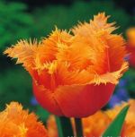 tulipa-tulipan-strzepiasty-lambada-50-sztpromocja!!!-bulwy-cebule-klacza-nasiona.jpg