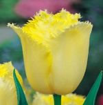 tulipa-tulipan-strzepiasty-maja-50-sztpromocja!!!-bulwy-cebule-klacza-nasiona.jpg