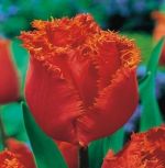 tulipa-tulipan-strzepiasty-noranda-50-sztpromocja!!!-bulwy-cebule-klacza-nasiona.jpg