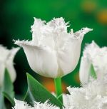tulipa-tulipan-strzepiasty-royal-sphinx-50-sztpromocja!!!-bulwy-cebule-klacza-nasiona.jpg