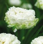 tulipa-tulipan-strzepiasty-snow-crystal-30-sztpromocja!!!-bulwy-cebule-klacza-nasiona.jpg