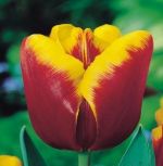 tulipa-tulipan-triumph-abu-hassan-50-sztpromocja!!!-bulwy-cebule-klacza-nasiona.jpg