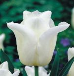 tulipa-tulipan-triumph-agrass-white-50-sztpromocja!!!-bulwy-cebule-klacza-nasiona.jpg