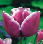 tulipa-tulipan-triumph-arabian-mystery-50-sztpromocja!!!-bulwy-cebule-klacza-nasiona.jpg