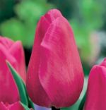 tulipa-tulipan-triumph-barcelona-50-sztpromocja!!!-bulwy-cebule-klacza-nasiona.jpg