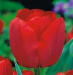 tulipa-tulipan-triumph-bastogne-50-sztpromocja!!!-bulwy-cebule-klacza-nasiona.jpg
