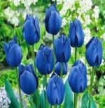 tulipa-tulipan-triumph-blue-50-sztpromocja!!!-bulwy-cebule-klacza-nasiona.jpg
