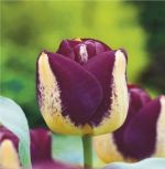 tulipa-tulipan-triumph-boston-50-sztpromocja!!!-bulwy-cebule-klacza-nasiona.jpg