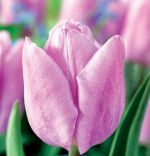 tulipa-tulipan-triumph-candy-prince-50-sztpromocja!!!-bulwy-cebule-klacza-nasiona.jpg