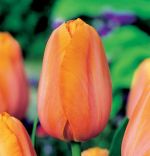 tulipa-tulipan-triumph-dordogne-50-sztpromocja!!!-bulwy-cebule-klacza-nasiona.jpg