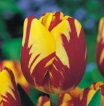 tulipa-tulipan-triumph-dwukolorowy-helmar-50-sztpromocja!!!-bulwy-cebule-klacza-nasiona.jpg