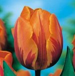 tulipa-tulipan-triumph-dwukolorowy-prinses-margiet-50-sztpromocja!!!-bulwy-cebule-klacza-nasiona.jpg