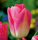 tulipa-tulipan-triumph-dynasty-50-sztpromocja!!!-bulwy-cebule-klacza-nasiona.jpg
