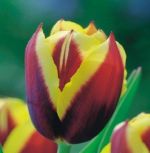 tulipa-tulipan-triumph-gavota-50-sztpromocja!!!-bulwy-cebule-klacza-nasiona.jpg