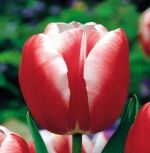 tulipa-tulipan-triumph-leen-v-d-mark-50-sztpromocja!!!-bulwy-cebule-klacza-nasiona.jpg