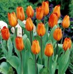 tulipa-tulipan-triumph-orange-50-sztpromocja!!!-bulwy-cebule-klacza-nasiona.jpg
